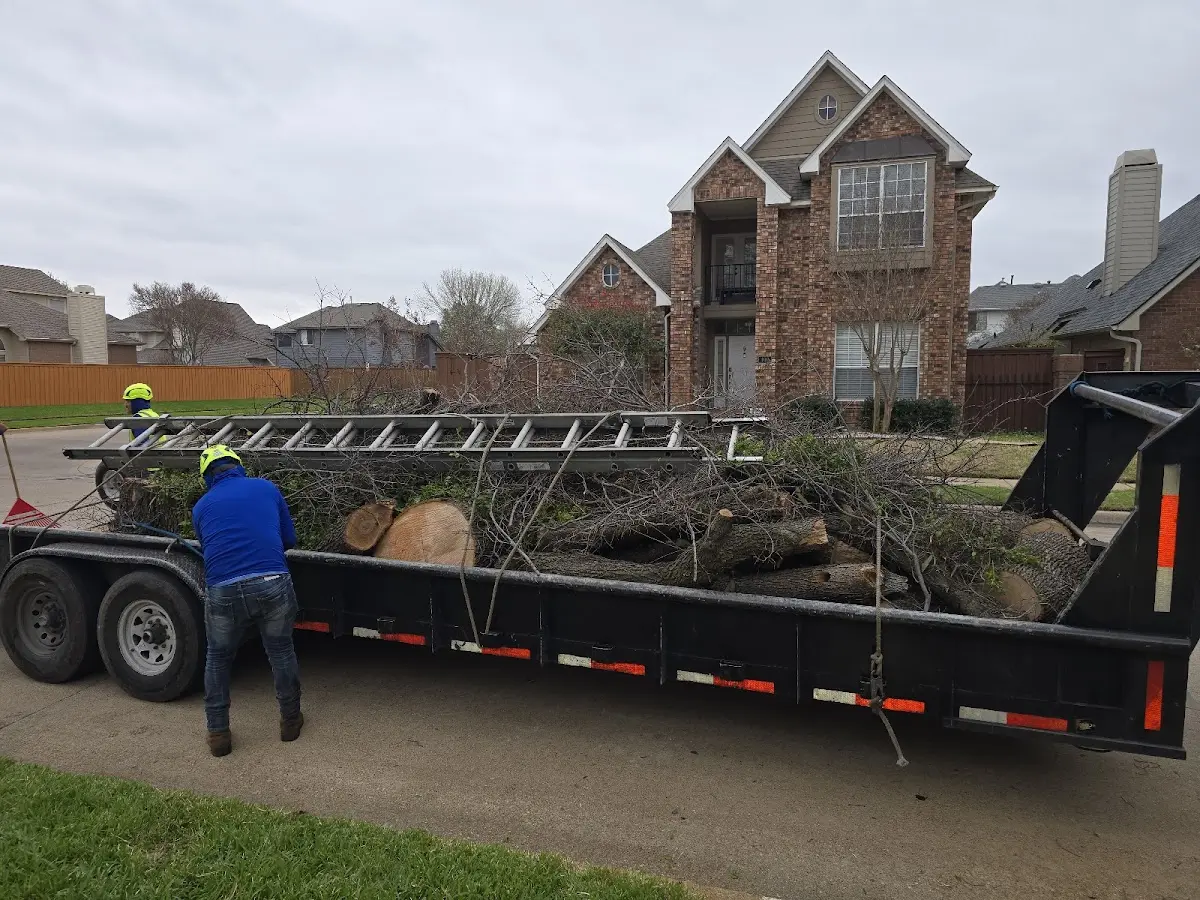 Expert Tree Removal with proper safety equipment in Wayland